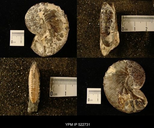 Discoscaphites conradi