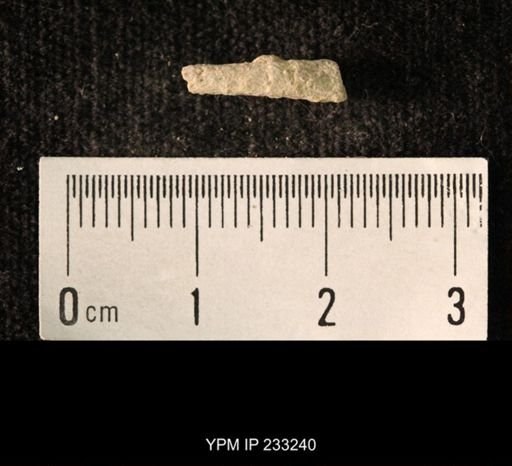 Archaeocidaris sp.
