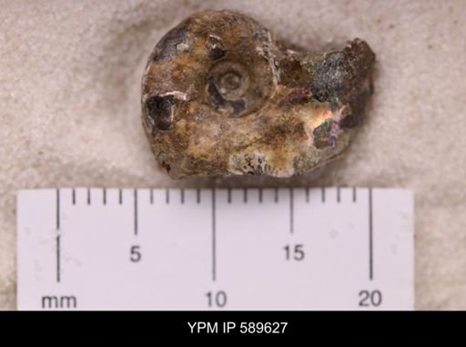 Hoploscaphites comprimus