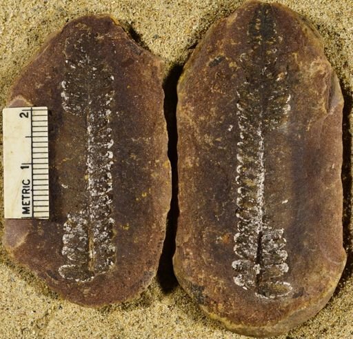 Pecopteris