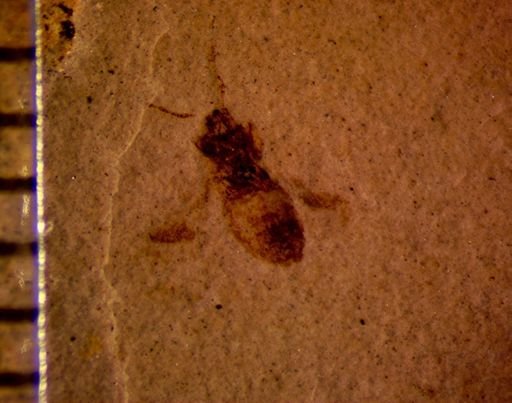 undet. Hemiptera
