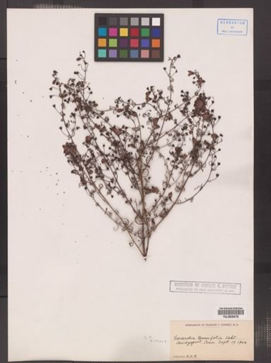 Gerardia tenuifolia