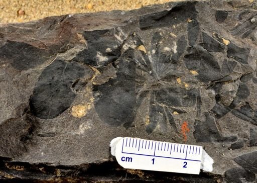 Asterophyllites sp.