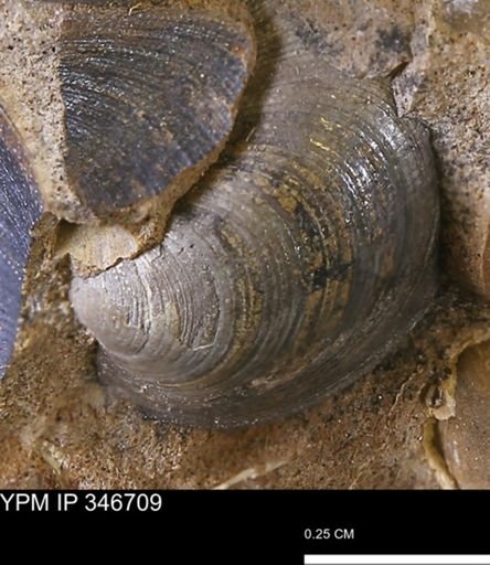 Limopsis striatopunctatus