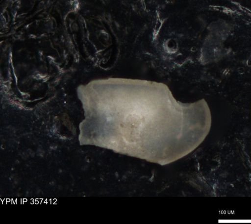 undet. Ostracoda