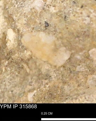 undet. Mollusca
