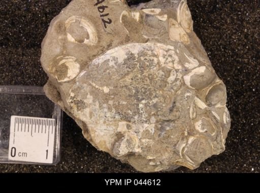 Sphenodiscus lenticularis