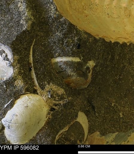 undet. Bivalvia