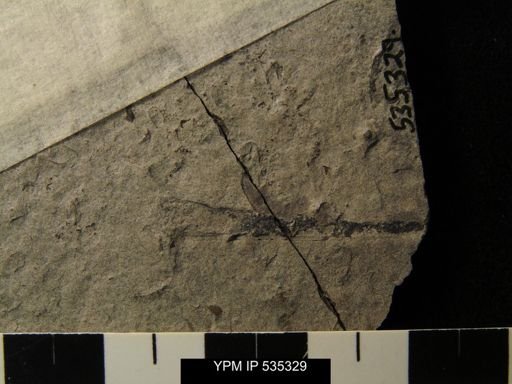 undet. Eurypterida