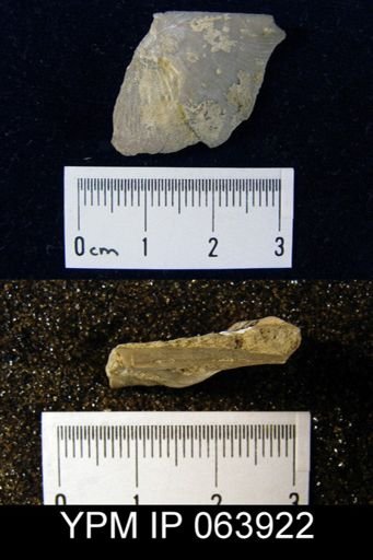 Strophonella roemeri