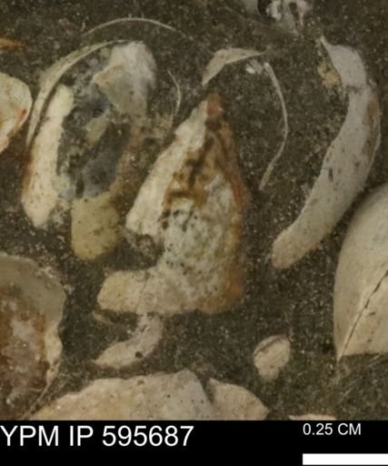 Protocardia sp.