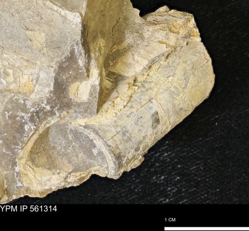 Baculites sp.