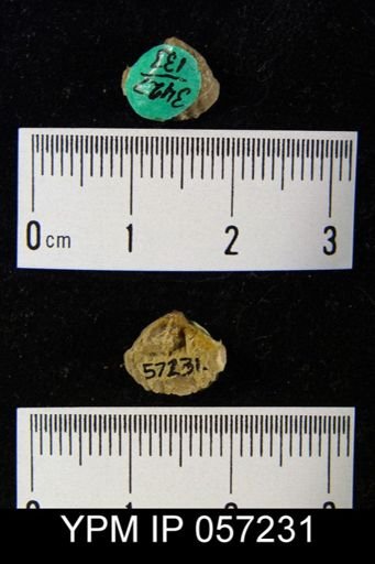 Cyrtina dalmani