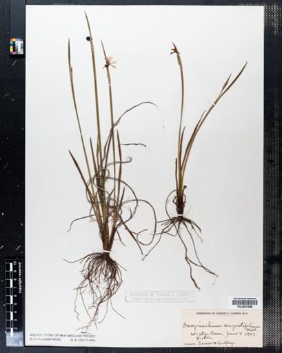 Sisyrinchium angustifolium