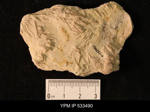 Stelleroidea?