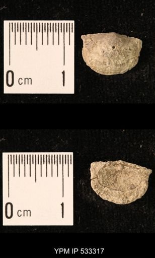 Chonetes sp.