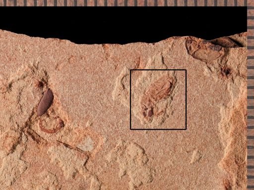 undet. Curculionidae
