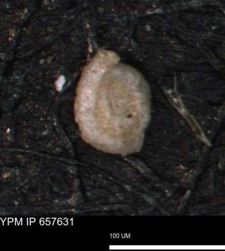 Spirolocammina planula