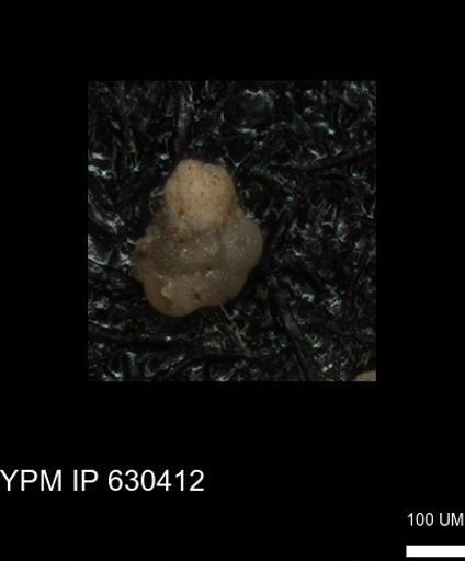 undet. Foraminiferida
