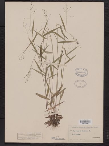 Panicum dichotomum