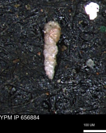 Verneuilinoides kansasensis