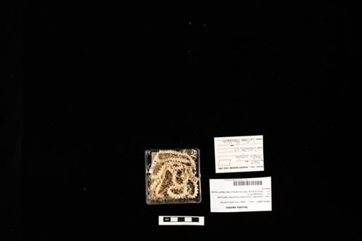 Nerodia sipedon