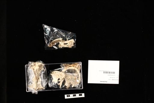 Siluriformes