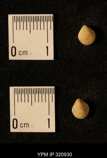 Dielasma elongatum