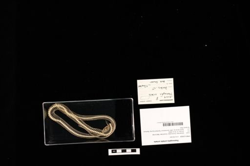 Thamnophis sirtalis sirtalis