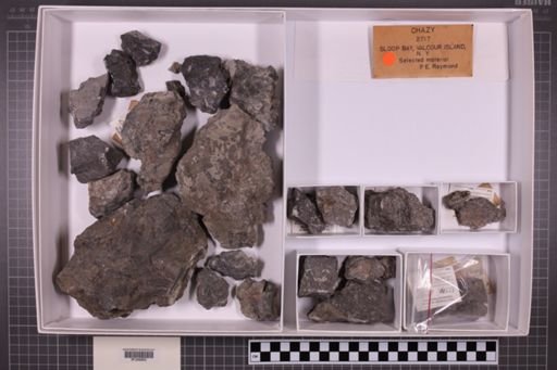 mixed taxa, stratigraphic collection