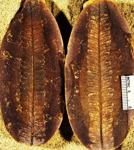 Pecopteris sp.