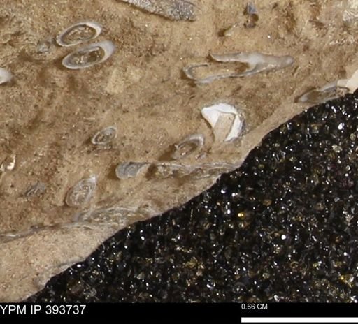 undet. Serpulidae