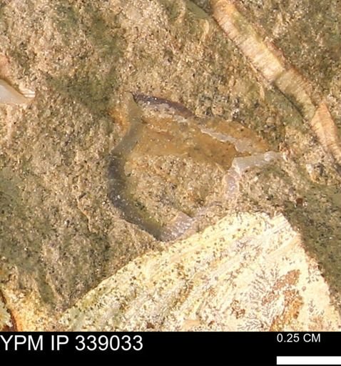 undet. Mollusca
