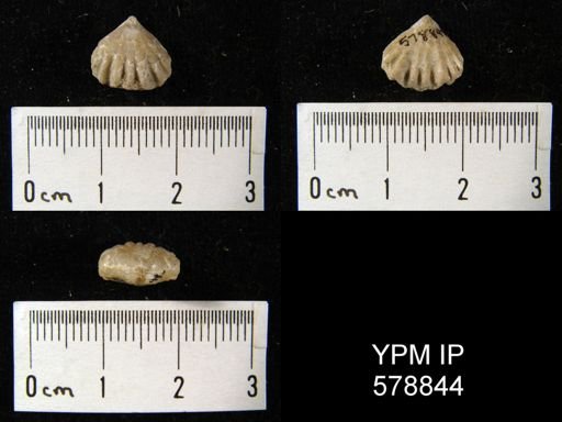 Camarophoria subcuneata