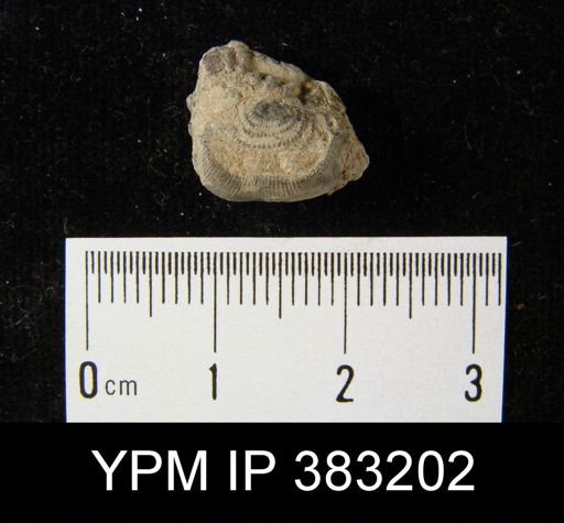 Leptaena sp.