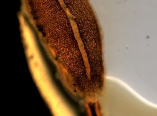 Oerstedia dorsalis