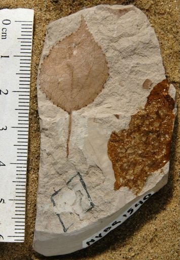 Populus adamantea