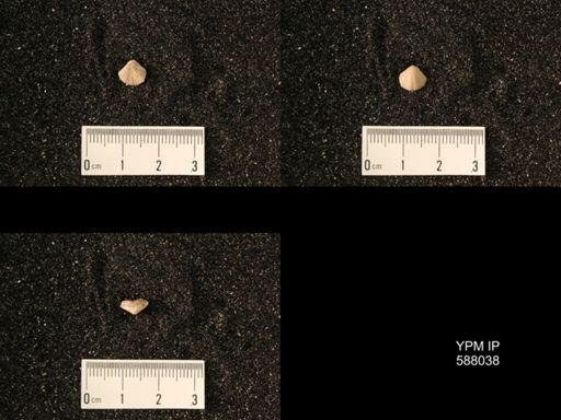 Zygospira modesta