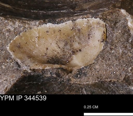 undet. Bivalvia