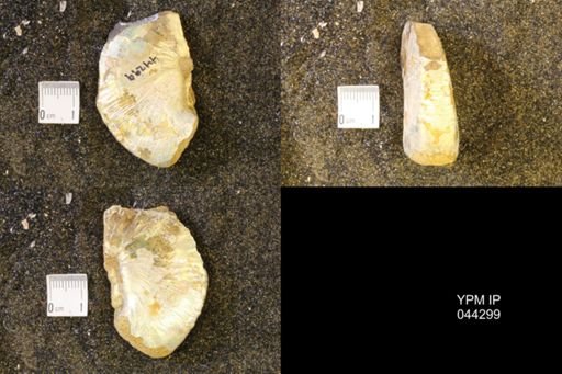 Hoploscaphites comprimus