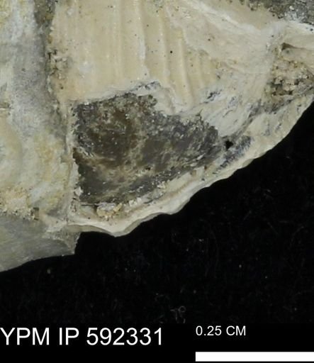 undet. Gastropoda