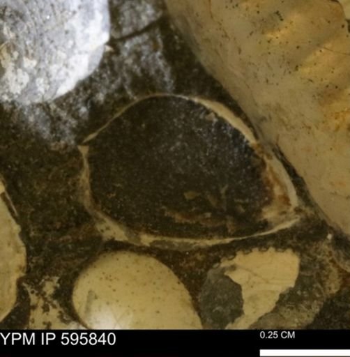 Protocardia sp.