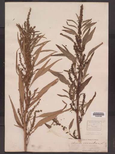 Amaranthus cannabinus
