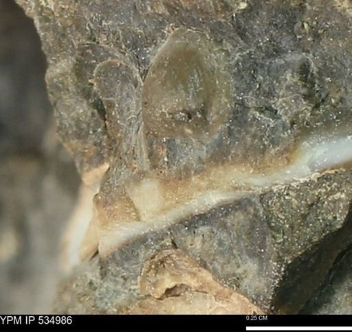 undet. Bivalvia