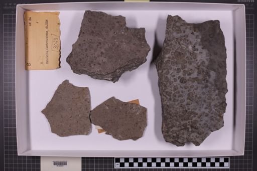 mixed taxa, stratigraphic collection