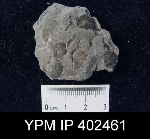 Finkelnburgia sp.