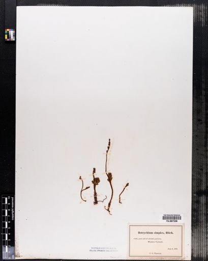 Botrychium simplex