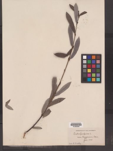 Salix purpurea