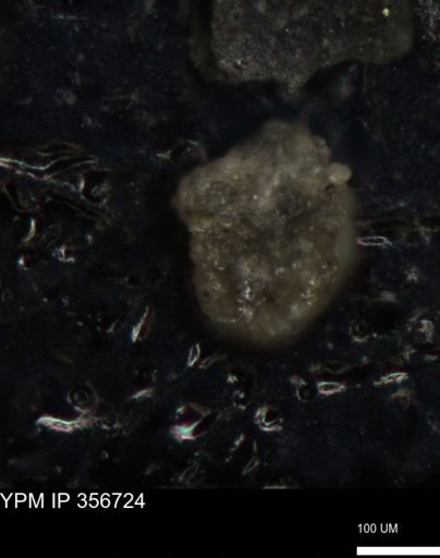 undet. Foraminiferida