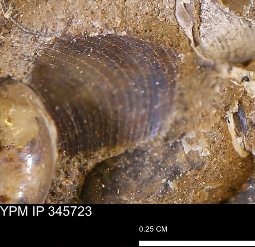 Limopsis striatopunctatus